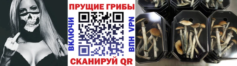 наркошоп  Прокопьевск  ОМГ ОМГ сайт  Галлюциногенные грибы Cubensis 